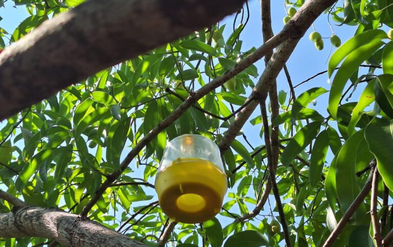 mango01