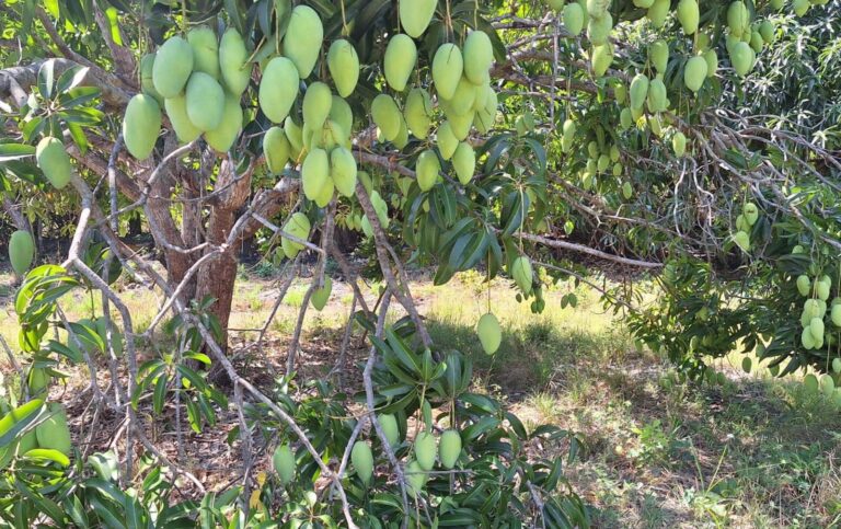 mango05