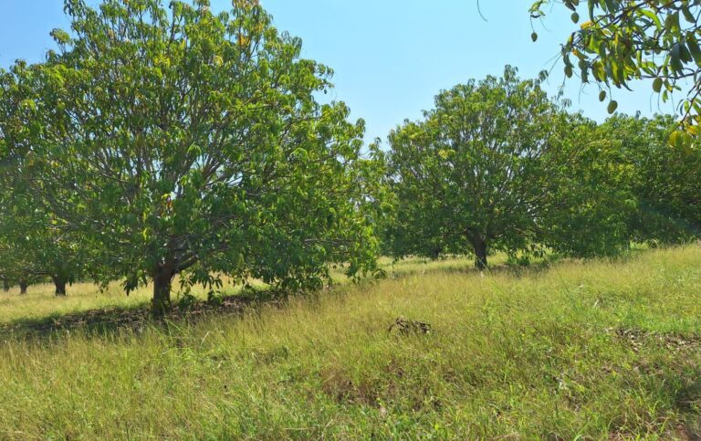 mango06