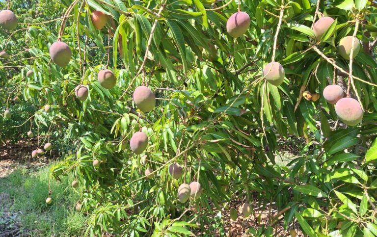 mango07