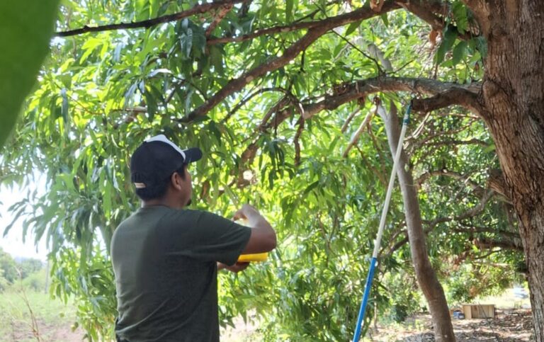 mango09